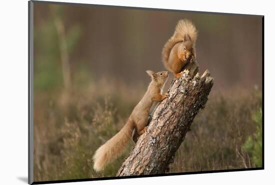 Red Squirrel (Sciurus Vulgaris) Approaching Another as it Eats a Nut, Cairngorms Np, Scotland-Peter Cairns-Mounted Photographic Print
