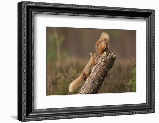 Red Squirrel (Sciurus Vulgaris) Approaching Another as it Eats a Nut, Cairngorms Np, Scotland-Peter Cairns-Framed Photographic Print