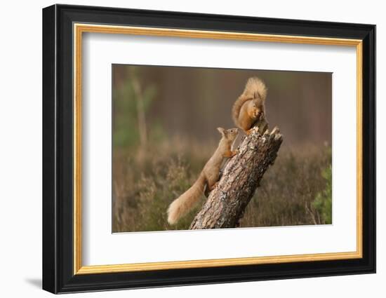 Red Squirrel (Sciurus Vulgaris) Approaching Another as it Eats a Nut, Cairngorms Np, Scotland-Peter Cairns-Framed Photographic Print