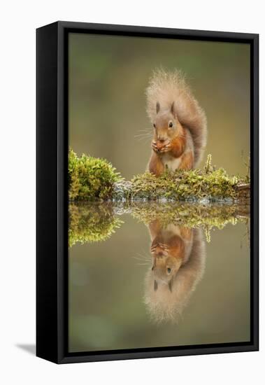 Red Squirrel (Sciurus Vulgaris) at Woodland Pool, Feeding on Nut, Scotland, UK, November-Mark Hamblin-Framed Premier Image Canvas