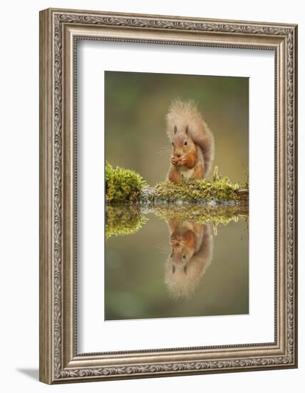 Red Squirrel (Sciurus Vulgaris) at Woodland Pool, Feeding on Nut, Scotland, UK, November-Mark Hamblin-Framed Photographic Print