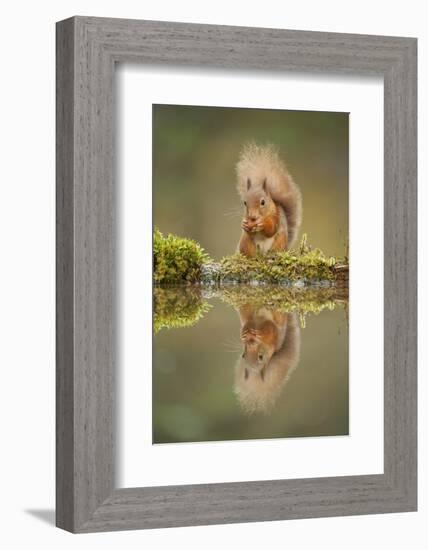 Red Squirrel (Sciurus Vulgaris) at Woodland Pool, Feeding on Nut, Scotland, UK, November-Mark Hamblin-Framed Photographic Print