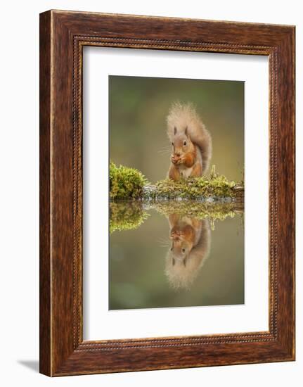 Red Squirrel (Sciurus Vulgaris) at Woodland Pool, Feeding on Nut, Scotland, UK, November-Mark Hamblin-Framed Photographic Print