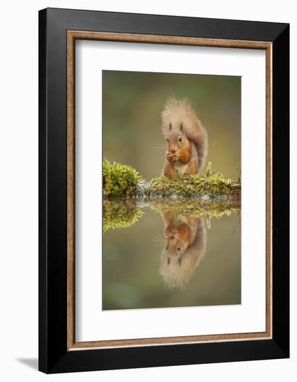 Red Squirrel (Sciurus Vulgaris) at Woodland Pool, Feeding on Nut, Scotland, UK, November-Mark Hamblin-Framed Photographic Print