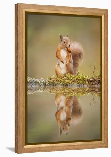 Red Squirrel (Sciurus Vulgaris) at Woodland Pool, Feeding on Nut, Scotland, UK-Mark Hamblin-Framed Premier Image Canvas