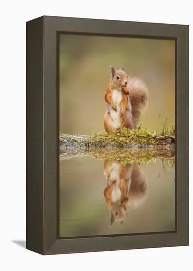 Red Squirrel (Sciurus Vulgaris) at Woodland Pool, Feeding on Nut, Scotland, UK-Mark Hamblin-Framed Premier Image Canvas