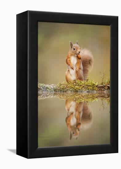 Red Squirrel (Sciurus Vulgaris) at Woodland Pool, Feeding on Nut, Scotland, UK-Mark Hamblin-Framed Premier Image Canvas