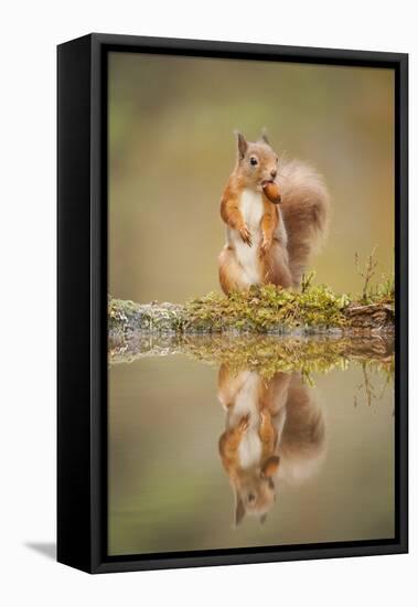 Red Squirrel (Sciurus Vulgaris) at Woodland Pool, Feeding on Nut, Scotland, UK-Mark Hamblin-Framed Premier Image Canvas