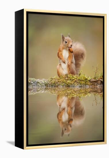 Red Squirrel (Sciurus Vulgaris) at Woodland Pool, Feeding on Nut, Scotland, UK-Mark Hamblin-Framed Premier Image Canvas