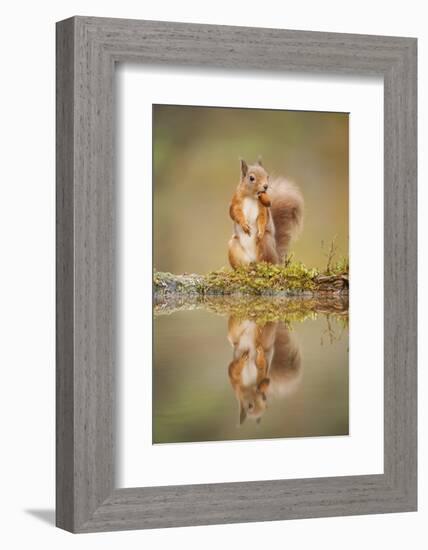 Red Squirrel (Sciurus Vulgaris) at Woodland Pool, Feeding on Nut, Scotland, UK-Mark Hamblin-Framed Photographic Print