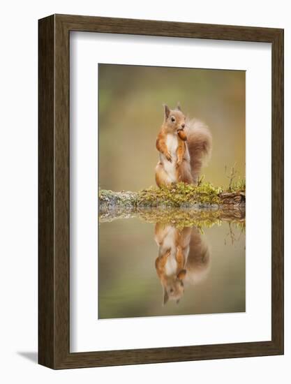 Red Squirrel (Sciurus Vulgaris) at Woodland Pool, Feeding on Nut, Scotland, UK-Mark Hamblin-Framed Photographic Print