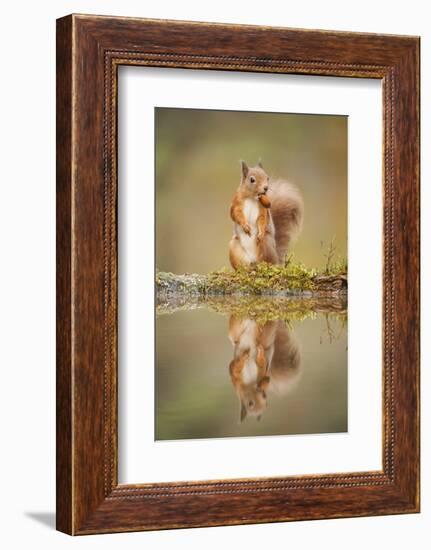 Red Squirrel (Sciurus Vulgaris) at Woodland Pool, Feeding on Nut, Scotland, UK-Mark Hamblin-Framed Photographic Print