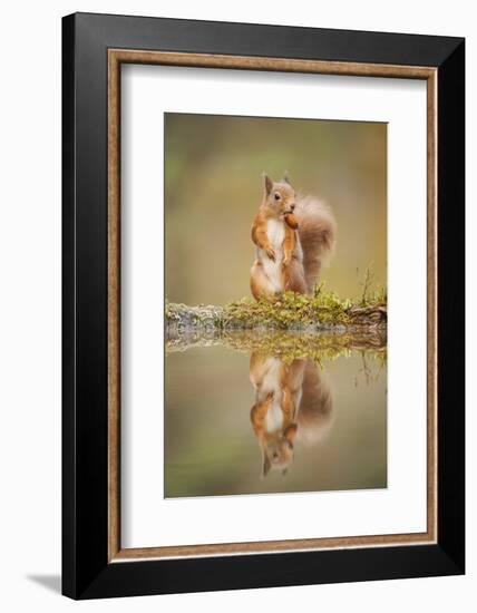 Red Squirrel (Sciurus Vulgaris) at Woodland Pool, Feeding on Nut, Scotland, UK-Mark Hamblin-Framed Photographic Print