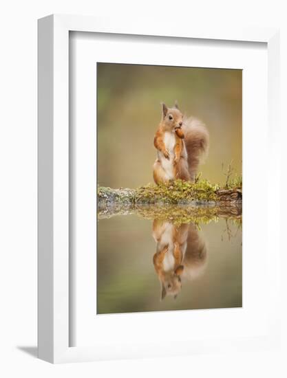 Red Squirrel (Sciurus Vulgaris) at Woodland Pool, Feeding on Nut, Scotland, UK-Mark Hamblin-Framed Photographic Print