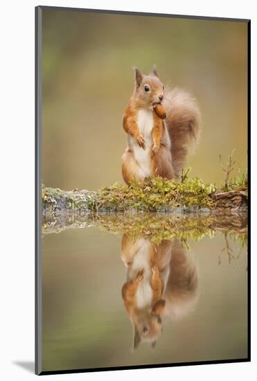 Red Squirrel (Sciurus Vulgaris) at Woodland Pool, Feeding on Nut, Scotland, UK-Mark Hamblin-Mounted Photographic Print