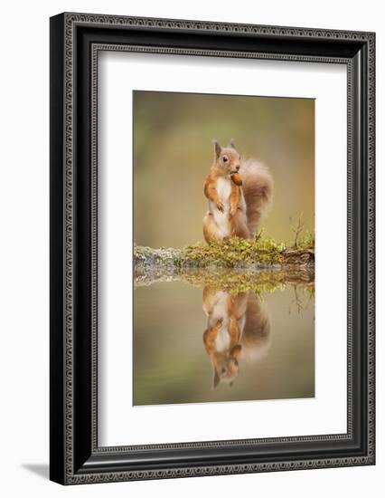 Red Squirrel (Sciurus Vulgaris) at Woodland Pool, Feeding on Nut, Scotland, UK-Mark Hamblin-Framed Photographic Print