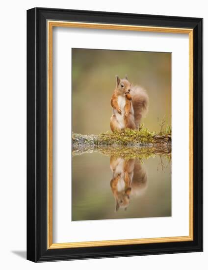 Red Squirrel (Sciurus Vulgaris) at Woodland Pool, Feeding on Nut, Scotland, UK-Mark Hamblin-Framed Photographic Print