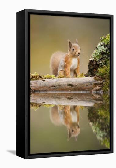 Red Squirrel (Sciurus Vulgaris) at Woodland Pool, Scotland, UK, November-Mark Hamblin-Framed Premier Image Canvas