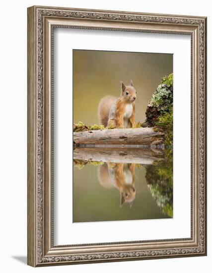 Red Squirrel (Sciurus Vulgaris) at Woodland Pool, Scotland, UK, November-Mark Hamblin-Framed Photographic Print