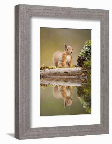 Red Squirrel (Sciurus Vulgaris) at Woodland Pool, Scotland, UK, November-Mark Hamblin-Framed Photographic Print