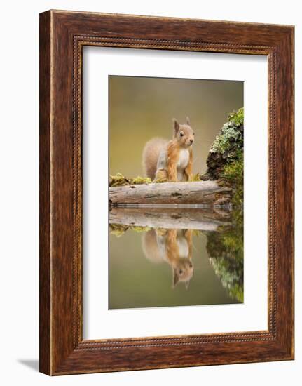 Red Squirrel (Sciurus Vulgaris) at Woodland Pool, Scotland, UK, November-Mark Hamblin-Framed Photographic Print