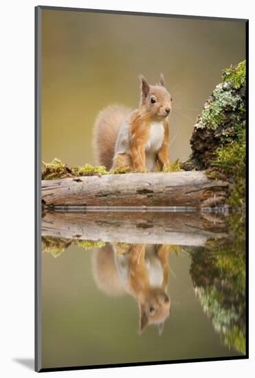 Red Squirrel (Sciurus Vulgaris) at Woodland Pool, Scotland, UK, November-Mark Hamblin-Mounted Photographic Print