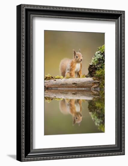 Red Squirrel (Sciurus Vulgaris) at Woodland Pool, Scotland, UK, November-Mark Hamblin-Framed Photographic Print