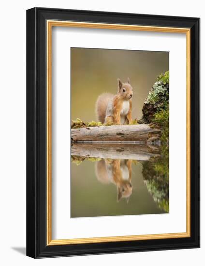 Red Squirrel (Sciurus Vulgaris) at Woodland Pool, Scotland, UK, November-Mark Hamblin-Framed Photographic Print