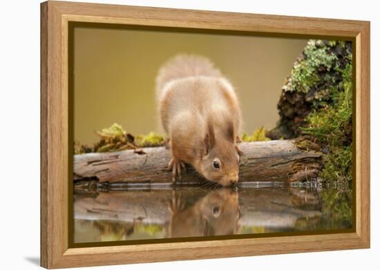 Red Squirrel (Sciurus Vulgaris) Drinking from Woodland Pool, Scotland, UK, November-Mark Hamblin-Framed Premier Image Canvas