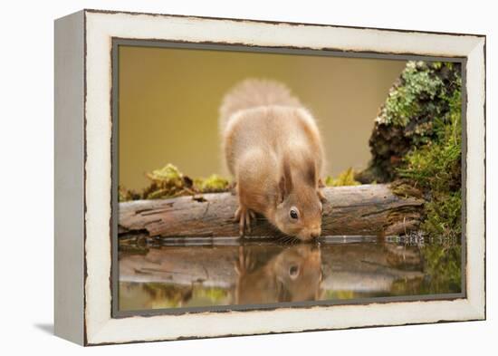 Red Squirrel (Sciurus Vulgaris) Drinking from Woodland Pool, Scotland, UK, November-Mark Hamblin-Framed Premier Image Canvas