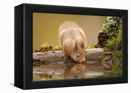 Red Squirrel (Sciurus Vulgaris) Drinking from Woodland Pool, Scotland, UK, November-Mark Hamblin-Framed Premier Image Canvas