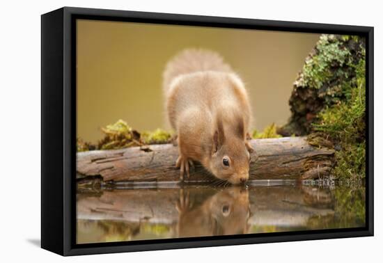 Red Squirrel (Sciurus Vulgaris) Drinking from Woodland Pool, Scotland, UK, November-Mark Hamblin-Framed Premier Image Canvas