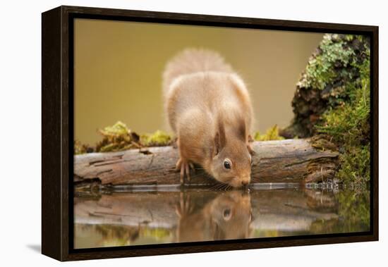 Red Squirrel (Sciurus Vulgaris) Drinking from Woodland Pool, Scotland, UK, November-Mark Hamblin-Framed Premier Image Canvas