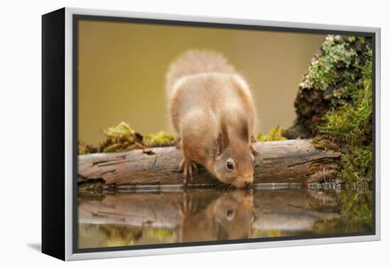 Red Squirrel (Sciurus Vulgaris) Drinking from Woodland Pool, Scotland, UK, November-Mark Hamblin-Framed Premier Image Canvas