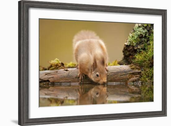 Red Squirrel (Sciurus Vulgaris) Drinking from Woodland Pool, Scotland, UK, November-Mark Hamblin-Framed Photographic Print