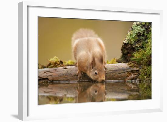 Red Squirrel (Sciurus Vulgaris) Drinking from Woodland Pool, Scotland, UK, November-Mark Hamblin-Framed Photographic Print
