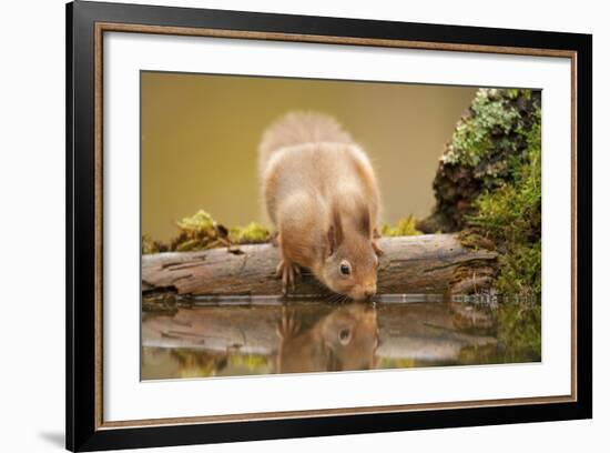 Red Squirrel (Sciurus Vulgaris) Drinking from Woodland Pool, Scotland, UK, November-Mark Hamblin-Framed Photographic Print