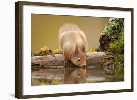 Red Squirrel (Sciurus Vulgaris) Drinking from Woodland Pool, Scotland, UK, November-Mark Hamblin-Framed Photographic Print