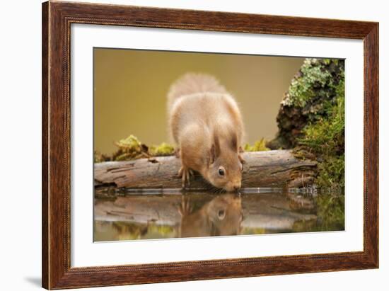 Red Squirrel (Sciurus Vulgaris) Drinking from Woodland Pool, Scotland, UK, November-Mark Hamblin-Framed Photographic Print