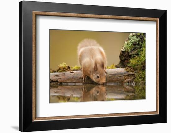 Red Squirrel (Sciurus Vulgaris) Drinking from Woodland Pool, Scotland, UK, November-Mark Hamblin-Framed Photographic Print