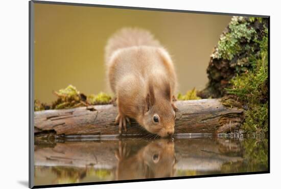 Red Squirrel (Sciurus Vulgaris) Drinking from Woodland Pool, Scotland, UK, November-Mark Hamblin-Mounted Photographic Print