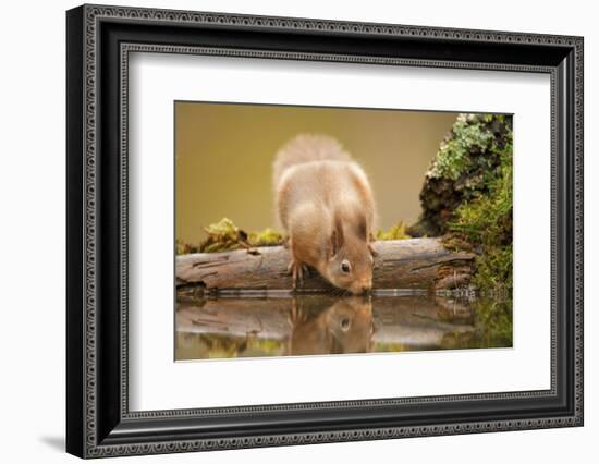 Red Squirrel (Sciurus Vulgaris) Drinking from Woodland Pool, Scotland, UK, November-Mark Hamblin-Framed Photographic Print