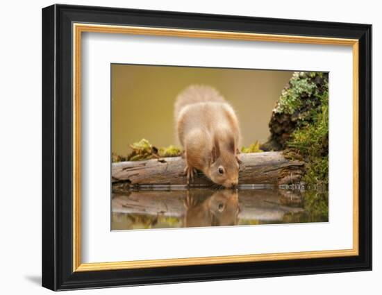 Red Squirrel (Sciurus Vulgaris) Drinking from Woodland Pool, Scotland, UK, November-Mark Hamblin-Framed Photographic Print