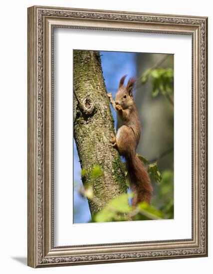 Red squirrel (Sciurus vulgaris) feeding in a tree, Bavaria, Germany, Europe-Konrad Wothe-Framed Photographic Print