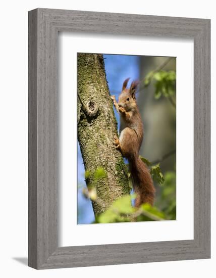 Red squirrel (Sciurus vulgaris) feeding in a tree, Bavaria, Germany, Europe-Konrad Wothe-Framed Photographic Print