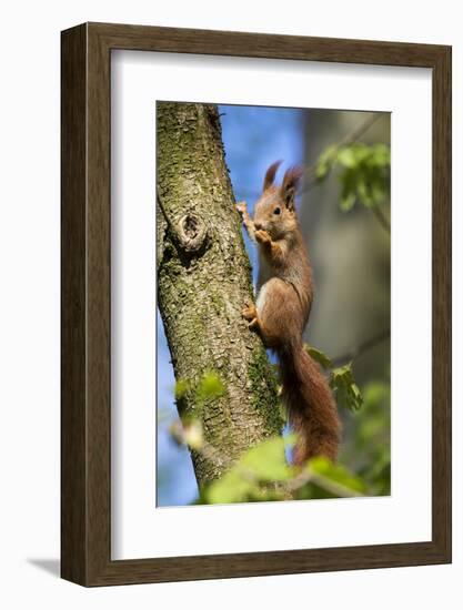 Red squirrel (Sciurus vulgaris) feeding in a tree, Bavaria, Germany, Europe-Konrad Wothe-Framed Photographic Print