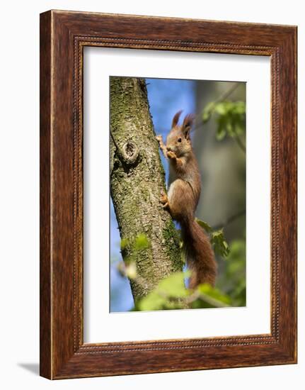 Red squirrel (Sciurus vulgaris) feeding in a tree, Bavaria, Germany, Europe-Konrad Wothe-Framed Photographic Print