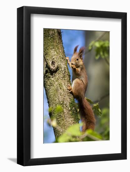 Red squirrel (Sciurus vulgaris) feeding in a tree, Bavaria, Germany, Europe-Konrad Wothe-Framed Photographic Print