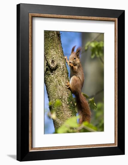 Red squirrel (Sciurus vulgaris) feeding in a tree, Bavaria, Germany, Europe-Konrad Wothe-Framed Photographic Print