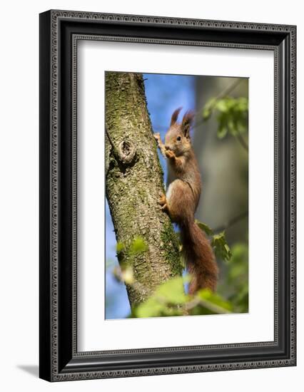 Red squirrel (Sciurus vulgaris) feeding in a tree, Bavaria, Germany, Europe-Konrad Wothe-Framed Photographic Print